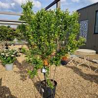 Amelanchier can. October Flame - image 2