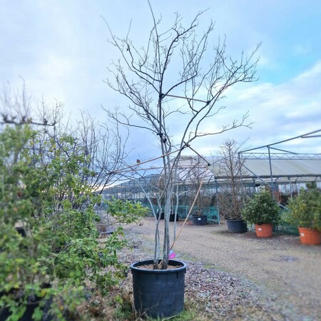 Amelanchier lamarckii - image 3