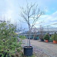 Amelanchier lamarckii - image 3
