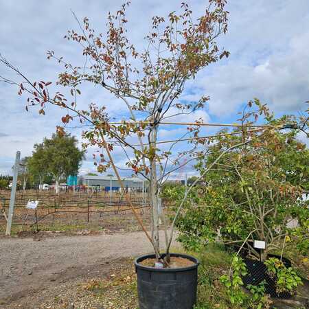 Amelanchier lamarckii - image 2