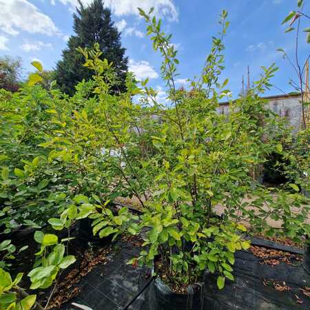 Amelanchier lamarckii