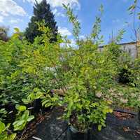 Amelanchier lamarckii
