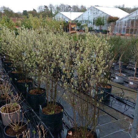 Amelanchier lamarckii