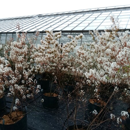 Amelanchier lamarckii