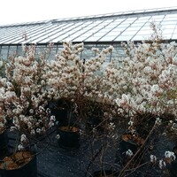 Amelanchier lamarckii