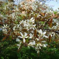 Amelanchier lamarckii - image 1