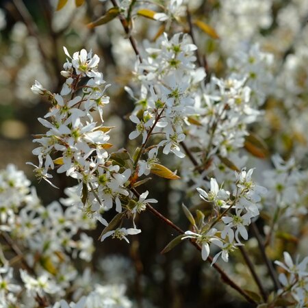 Amelanchier lamarckii