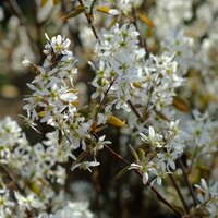 Amelanchier lamarckii