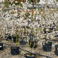 Amelanchier lamarckii