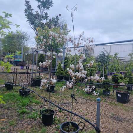 Amelanchier x gra. Ballerina