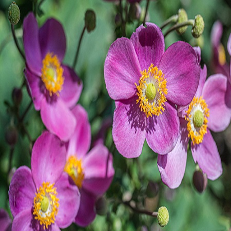 Anemone hup. Splendens