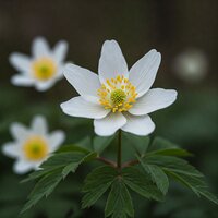 Anemone sylvestris  Snow White - image 1