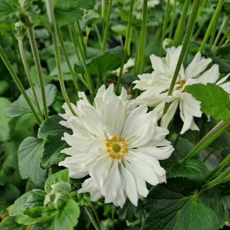 Anemone x hyb. Whirlwind - image 1