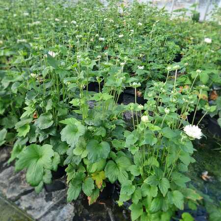 Anemone x hyb. Whirlwind - image 2