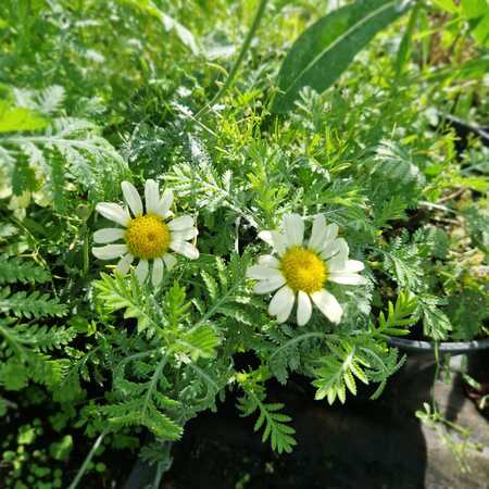 Anthemis tinctoria E.C. Buxton - image 1