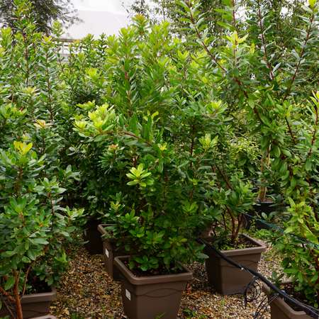 Arbutus unedo