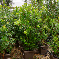 Arbutus unedo