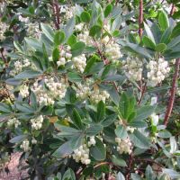Arbutus unedo