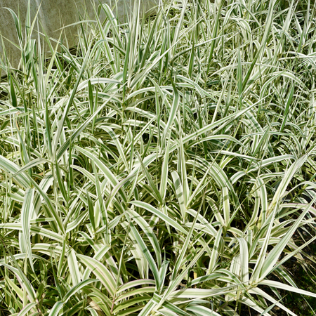Arundo donax Variegata