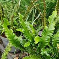 Asplenium sco. Angustifolium
