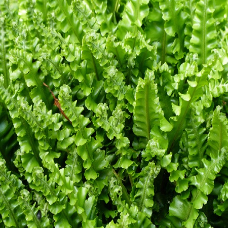 Asplenium sco. Angustifolium