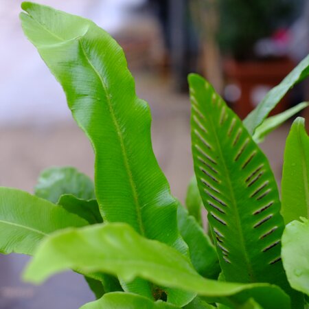 Asplenium scolopendrium | Tendercare