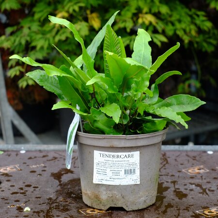 Asplenium scolopendrium - image 2