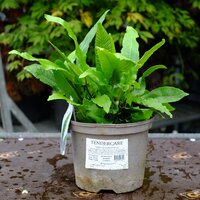 Asplenium scolopendrium - image 2