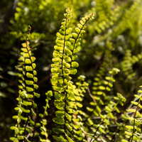 Asplenium trichomanes | Tendercare