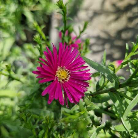 Aster nov.-bel. Winston Churchill