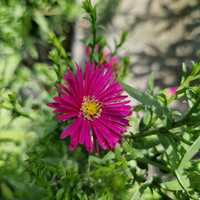 Aster nov.-bel. Winston Churchill
