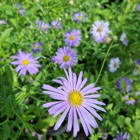 Aster x frikartii Mönch - image 1