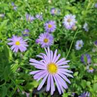 Aster x frikartii Mönch
