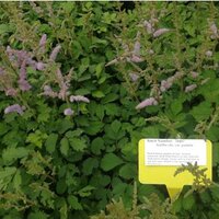 Astilbe chi. var. pumila