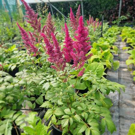Astilbe x are. Fanal