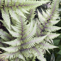 Athyrium niponicum pictum | Tendercare