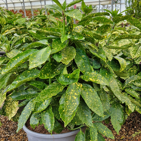 Aucuba japonica Variegata