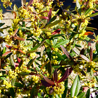 Berberis julianae