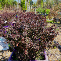 Berberis thu. atropurpurea Nana