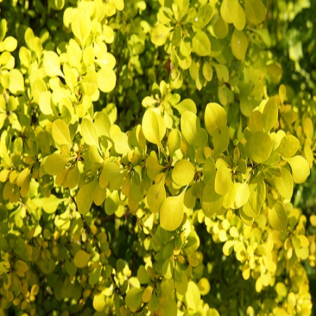 Berberis thu. Green Carpet