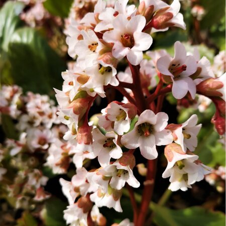 Bergenia Bressingham White | Order online @ Tendercare