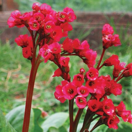 Bergenia cordifolia Red | Order online @ Tendercare
