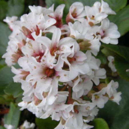 Bergenia Silberlicht