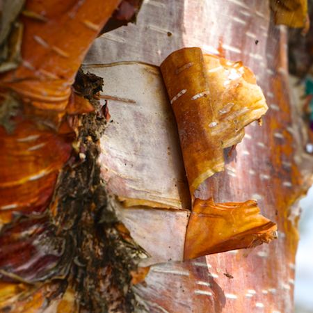 Betula albosinensis - image 2