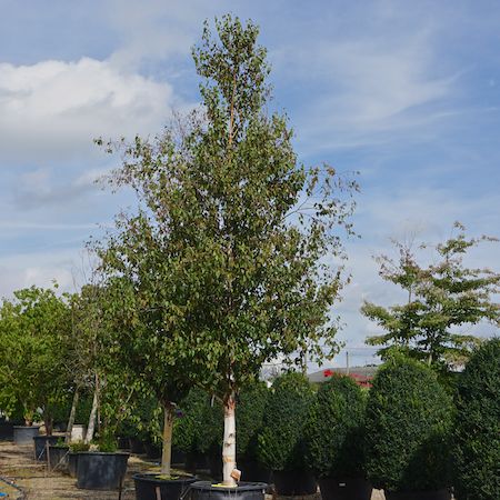 Betula albosinensis - image 1