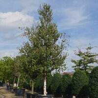 Betula albosinensis