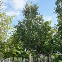 Betula albosinensis Fascination  Order online @ Tendercare