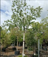 Betula albosinensis Fascination