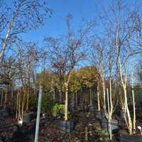 Betula albosinensis Hergest