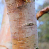 Betula albosinensis Hergest